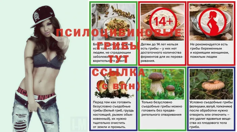 Галлюциногенные грибы Cubensis  купить закладку  Новозыбков 