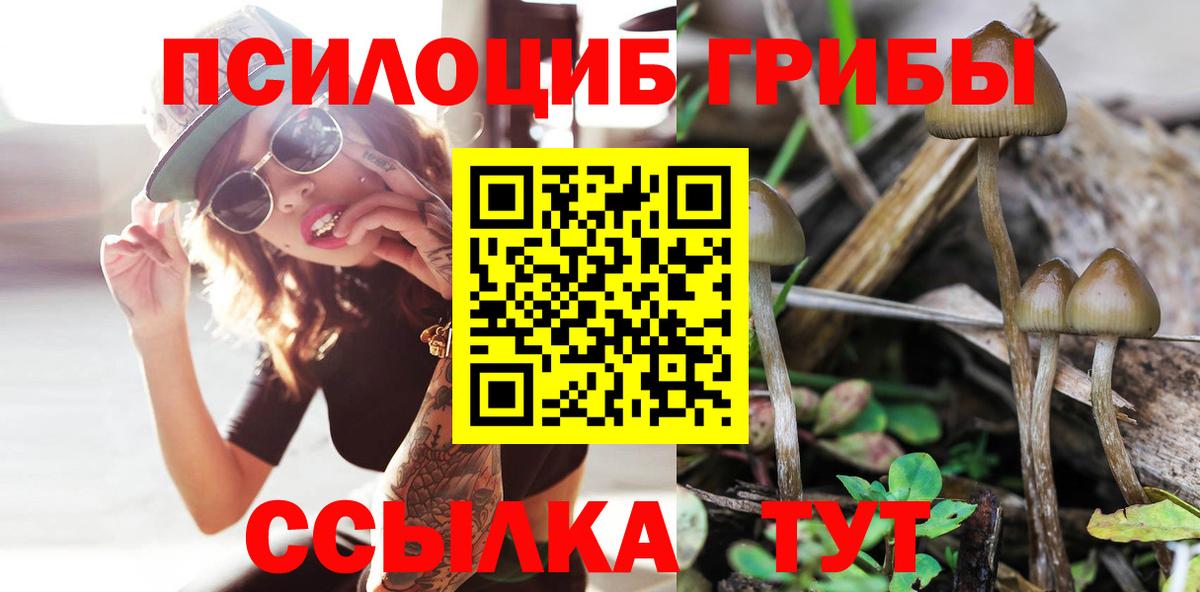 Псилоцибиновые грибы Psilocybe  где найти наркотики  Новозыбков  Псилоцибиновые грибы ЛСД 